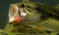 Exploring the Thrills of Big Bass Fishing: Tips, Techniques, and Best Locations