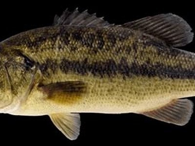 Exploring the Thrills of Big Bass Fishing: Tips, Techniques, and Best Locations
