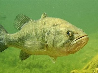 Exploring the Thrills of Big Bass Fishing: Tips, Techniques, and Best Locations