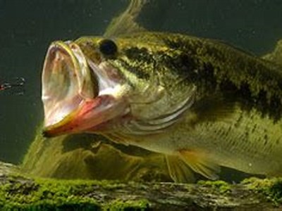 Exploring the Thrills of Big Bass Fishing: Tips, Techniques, and Best Locations
