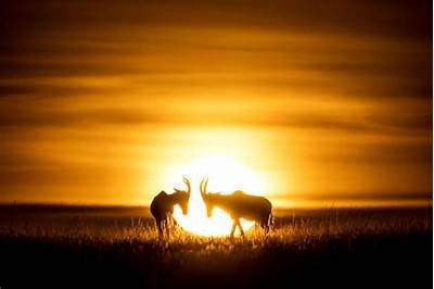 Comprehensive Review of Duel at Dawn: A Journey Through Its Themes and Characters